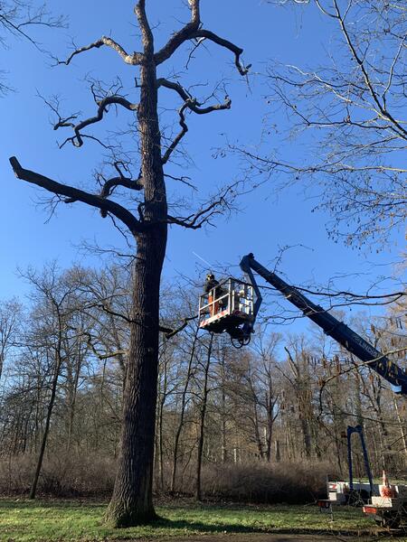Bild vergrößern: Baumpflege im Brhl