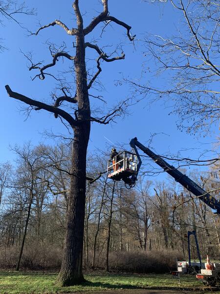 Bild vergrößern: Baumpflege im Brühl