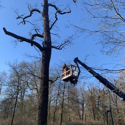 Baumpflege im Brhl