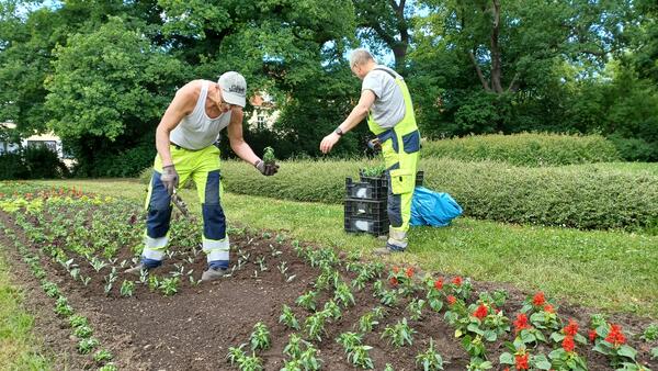 Bild vergrößern: Bauhof Sommerbepflanzung