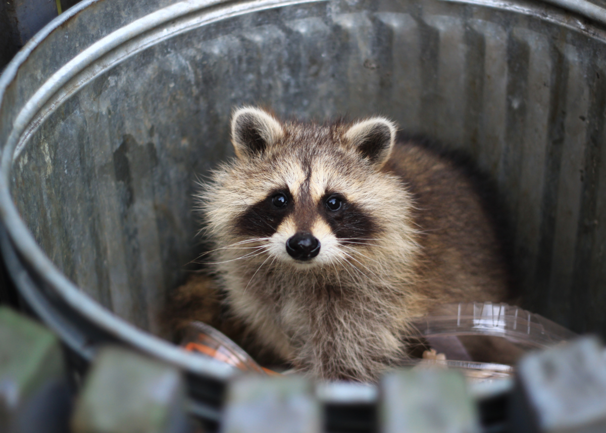 Waschbär (Dahrs von Getty Images Pro)