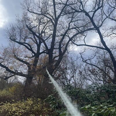 Baum mit Seil Zugversuch