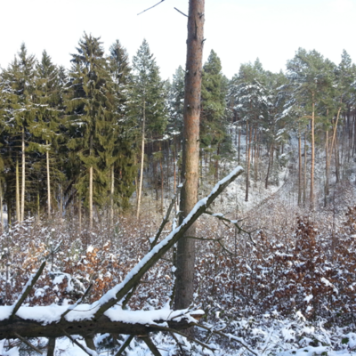 Bild vergrößern: Stadtwald Bild 2